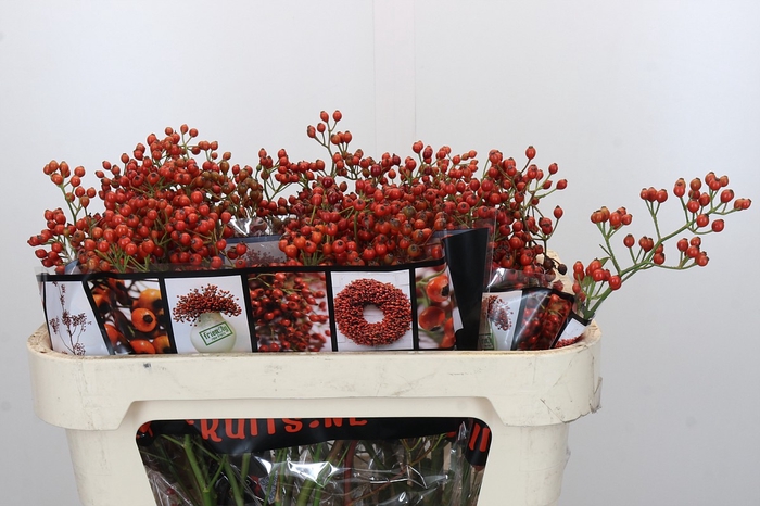 Rozenbottel Autumn Rosefruits