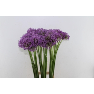 Allium Gladiator