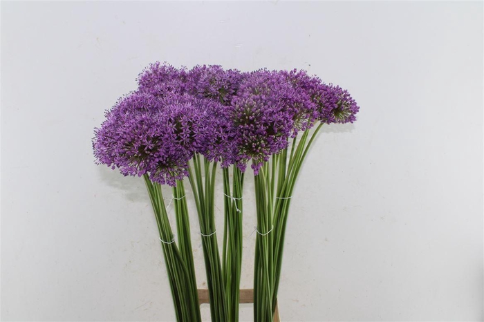 <h4>Allium Gladiator</h4>