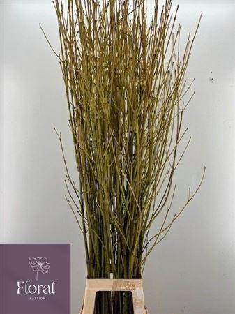 <h4>Cornus S Flaviramea</h4>