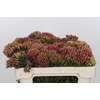 Kaaps Groen Red Brunia