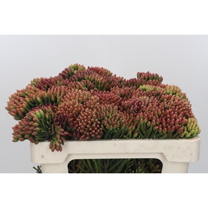 Kaaps Groen Red Brunia