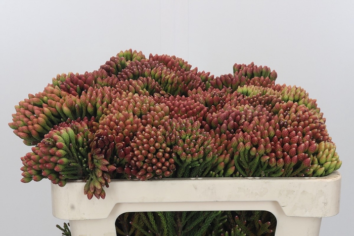 <h4>Kaaps Groen Red Brunia</h4>