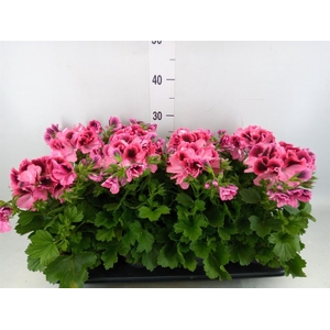 Pelargonium gran. ..