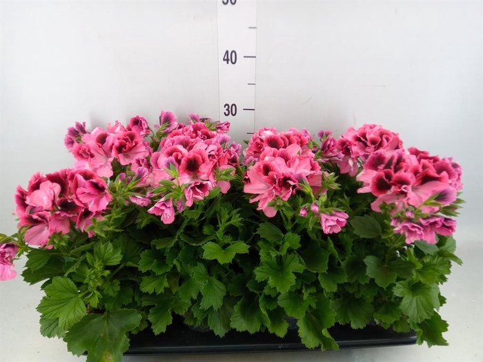 <h4>Pelargonium gran.   ..</h4>