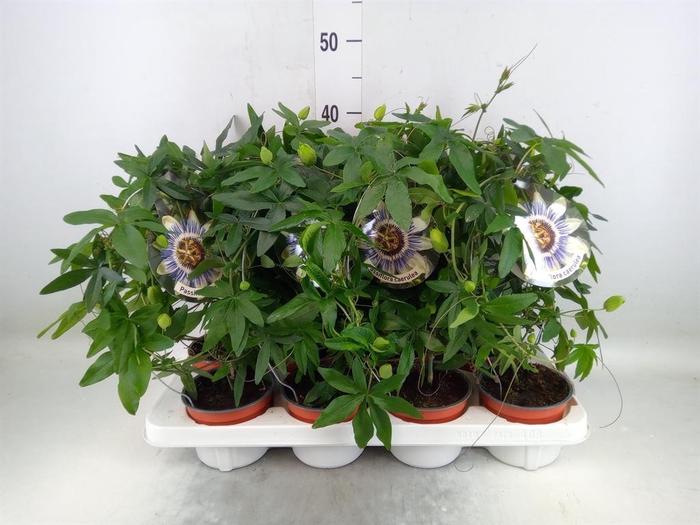 <h4>Passiflora caerul.</h4>