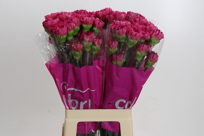 <h4>Dianthus St Bernard</h4>