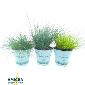Ami Mix 10,5cm