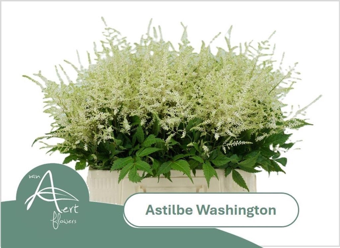 <h4>Astilbe washington</h4>