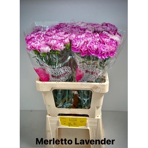 DI ST MERLE LAVENDER