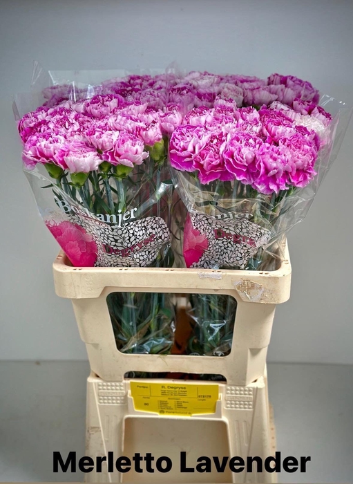 <h4>DI ST MERLE LAVENDER</h4>