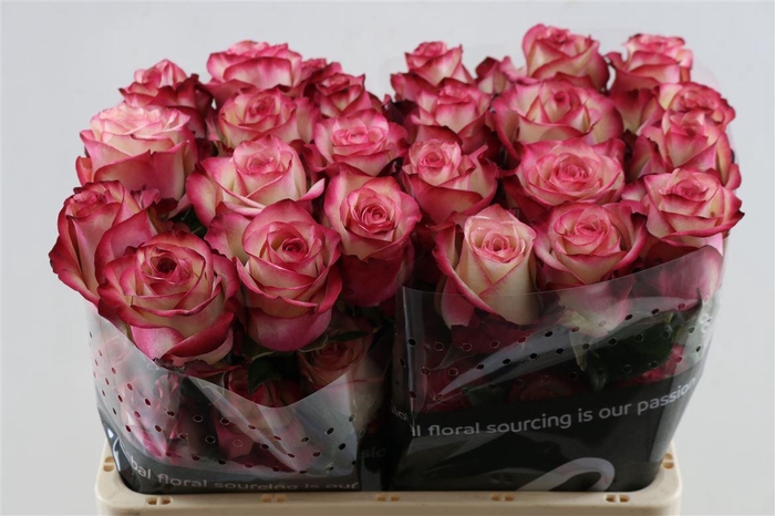 <h4>R Gr Carousell Box</h4>