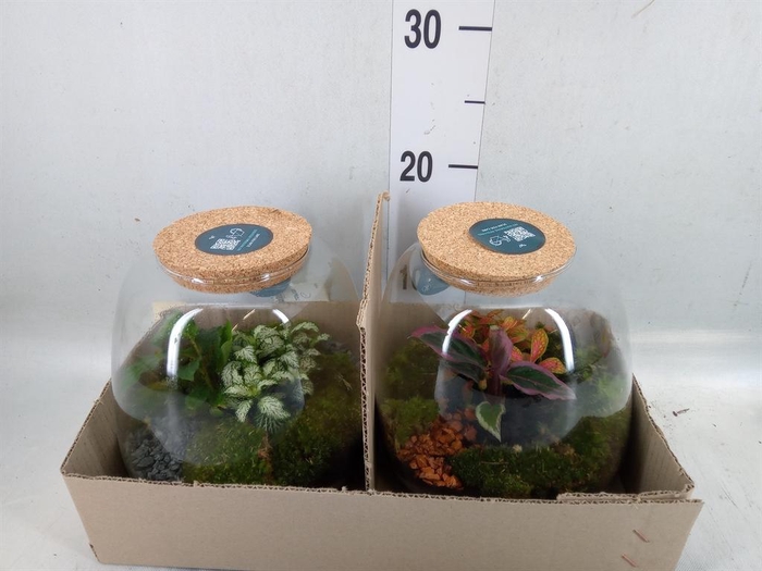 <h4>Arr. Planten H%</h4>