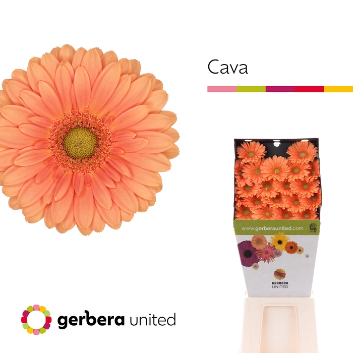 <h4>Germini Cava Diamond</h4>