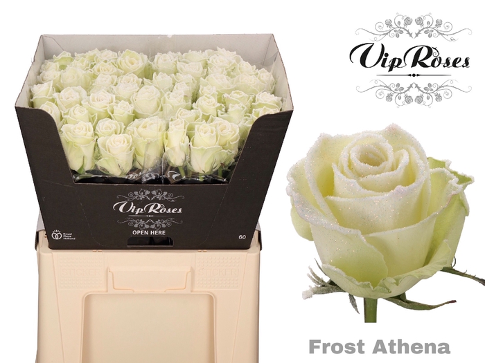 R GR FROST ATHENA