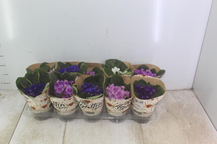 <h4>VIOLETA P11</h4>
