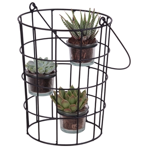 Succulent Metal Wirebasket With Glass 18cm 3pp