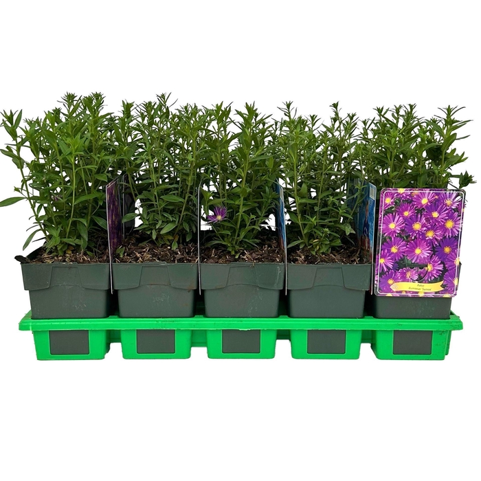 <h4>Aster Samoa</h4>