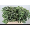 Pittosporum Ilan