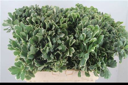Pittosporum Ilan