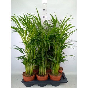 Dypsis lutescens   ...Chrysalidoca