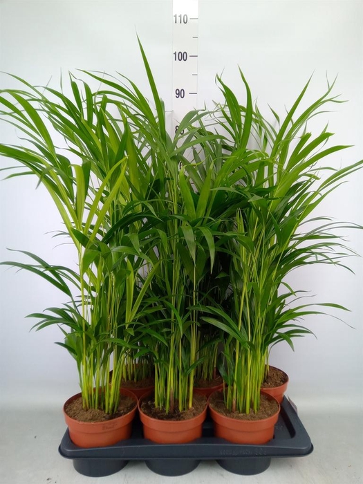 <h4>Dypsis lutescens   ...Chrysalidoca</h4>