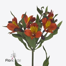 Alstroemeria hiphop
