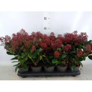 Skimmia jap. 'Rubella'