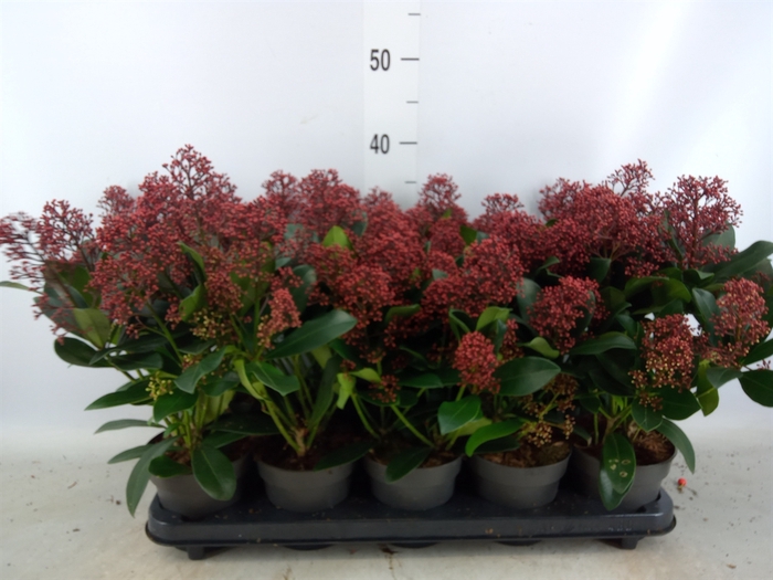 <h4>Skimmia jap. 'Rubella'</h4>