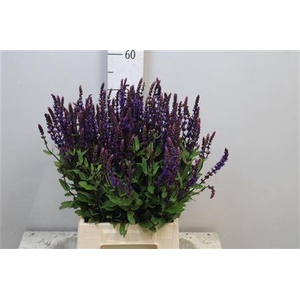 Salvia Nem Caradonna