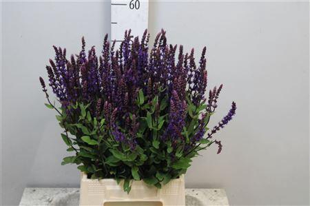 <h4>Salvia Nem Caradonna</h4>