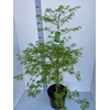 Acer palmatum Dissectum