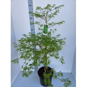 Acer palmatum Dissectum