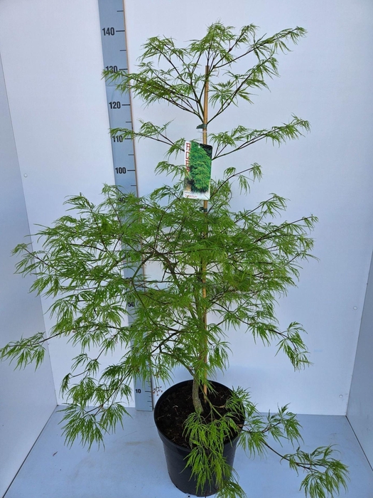 <h4>Acer palmatum Dissectum</h4>