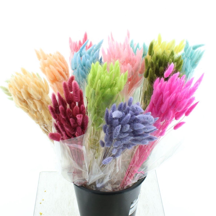 Dried Lagurus Mix Emmer
