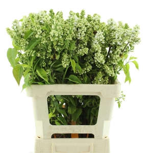 Syr Vulgaris White (1-2 Kop )