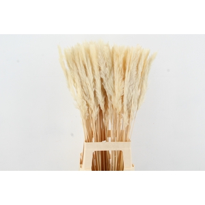 DF Pampas Silvy Bs(10p) Bleach