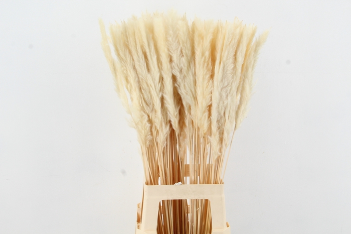 <h4>DF Pampas Silvy Bs(10p) Bleach</h4>