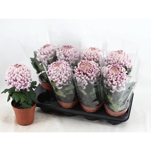 CHRYS VIENNA PINK P13