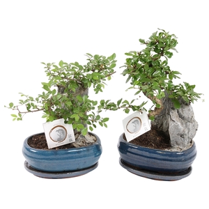 Bonsai Mixed with Rock in ø21cm Ceramic with Saucer