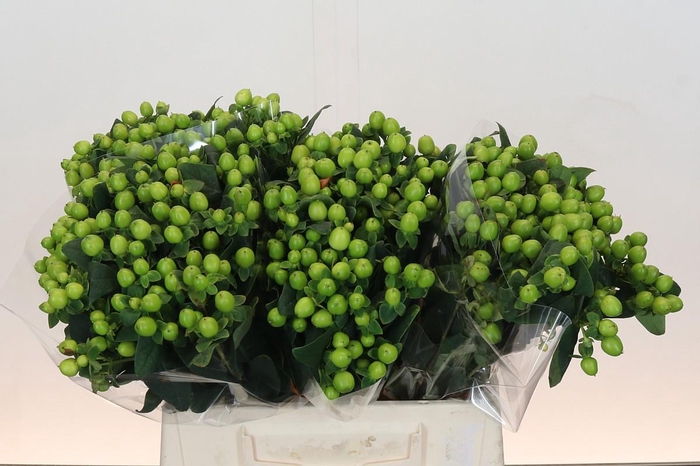 <h4>Hypericum Lucky Romance</h4>