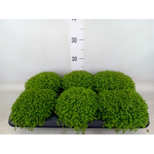 Soleirolia soleirolii   ...green
