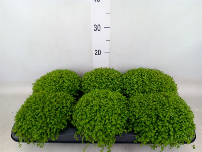 <h4>Soleirolia soleirolii   ...green</h4>