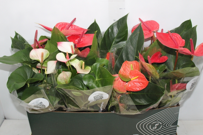 <h4>ANTHURIUM VARIADO P15 PREMIUM</h4>