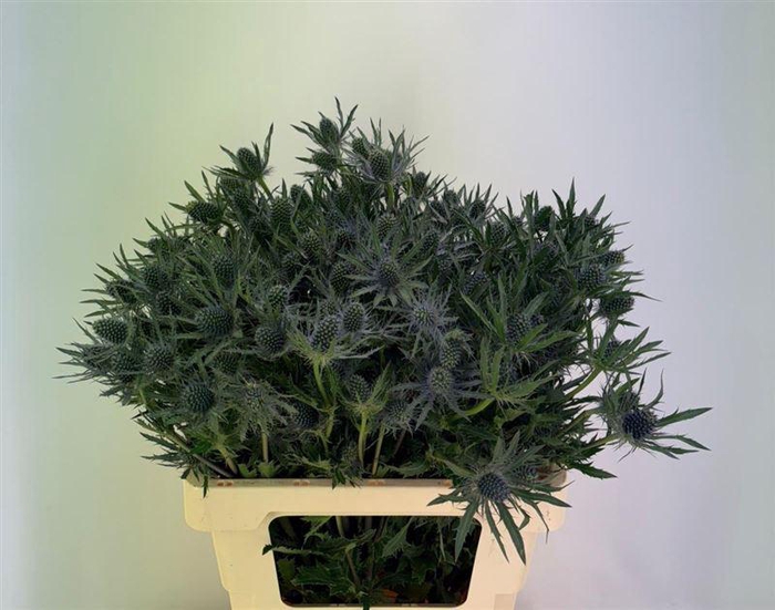 <h4>Eryn Planum</h4>