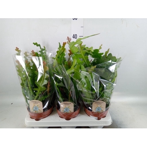 Epiphyllum anguliger