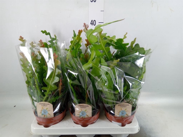 <h4>Epiphyllum anguliger</h4>