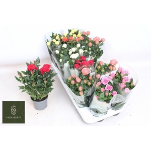 RO KORDANA GEM 6 SRT