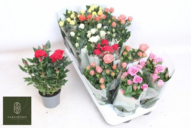 <h4>RO KORDANA GEM 6 SRT</h4>