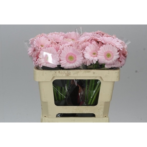 Germ. Aqua Bridal Kimsey